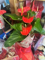 Anthurium plant